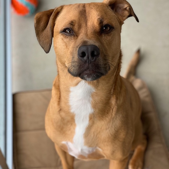 Meet your Posher, Alexis - Picture 4 of 7